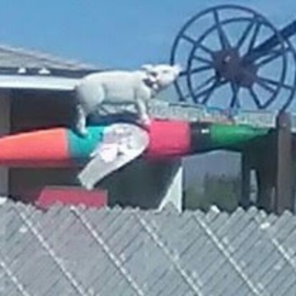 Meet your Posher, Paul - Picture 7 of 8